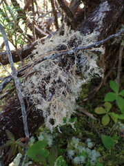 Sphaerophorus tuckermanii