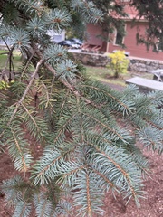 Picea abies