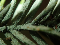 Fellhanera bouteillei