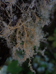 Sphaerophorus tuckermanii