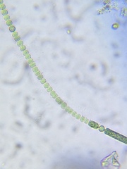 Anabaena aequalis