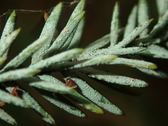 Fellhanera bouteillei