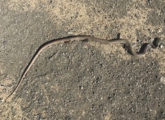 Coluber constrictor mormon