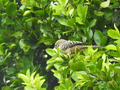 Campylorhynchus zonatus