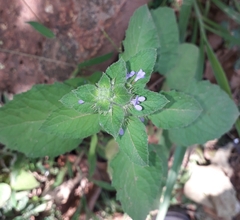 Mesosphaerum suaveolens