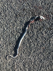 Coluber constrictor mormon