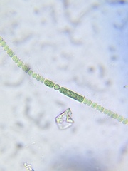 Anabaena aequalis