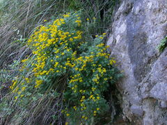 Hippocrepis balearica