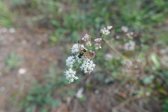 Tenthredo marginella