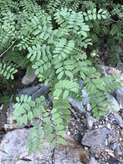 Coursetia glandulosa