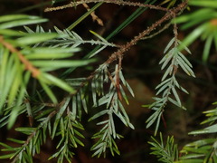 Fellhanera bouteillei