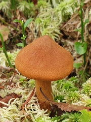 Cortinarius rubellus