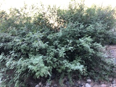 Coursetia glandulosa