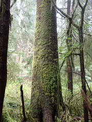 Picea sitchensis