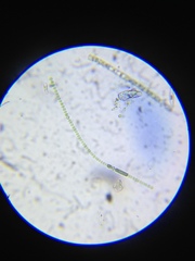 Anabaena aequalis
