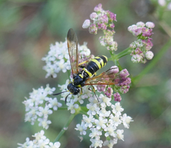Tenthredo marginella