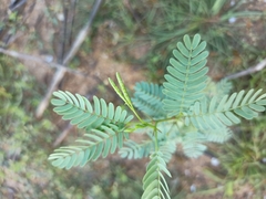 Prosopis