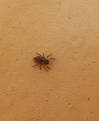 Mexigonus