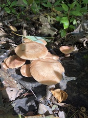 Physalacriaceae