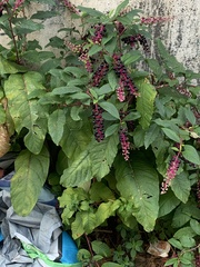 Phytolacca americana