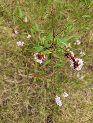 Persicaria bicornis