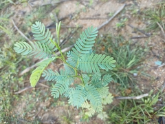 Prosopis