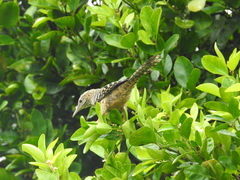 Campylorhynchus zonatus