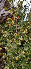 Ribes alpinum