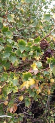 Ribes alpinum