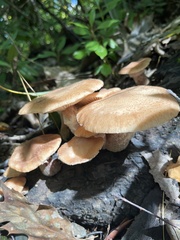 Physalacriaceae