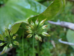 Coptis aspleniifolia