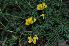 Hippocrepis balearica
