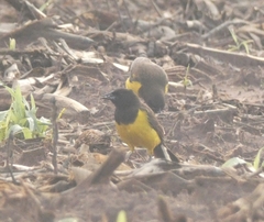 Pseudoleistes guirahuro