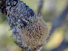 Sphaerophorus tuckermanii