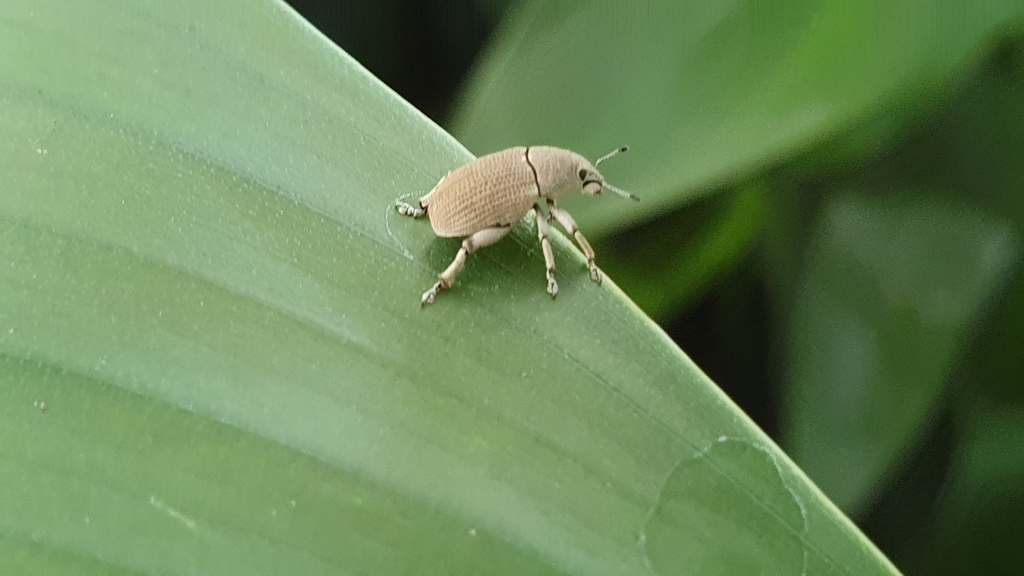 Colecerus virescens