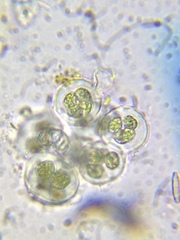 Gloeobotrys