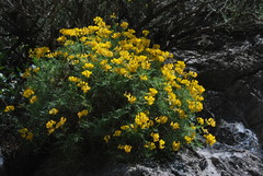 Hippocrepis balearica
