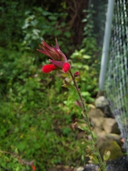 Salvia fulgens