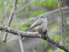 Phyllomyias griseiceps