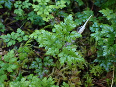 Coptis aspleniifolia
