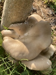 Pleurotus pulmonarius