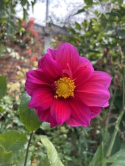 Dahlia pinnata