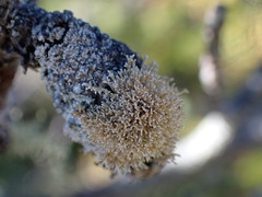 Sphaerophorus tuckermanii