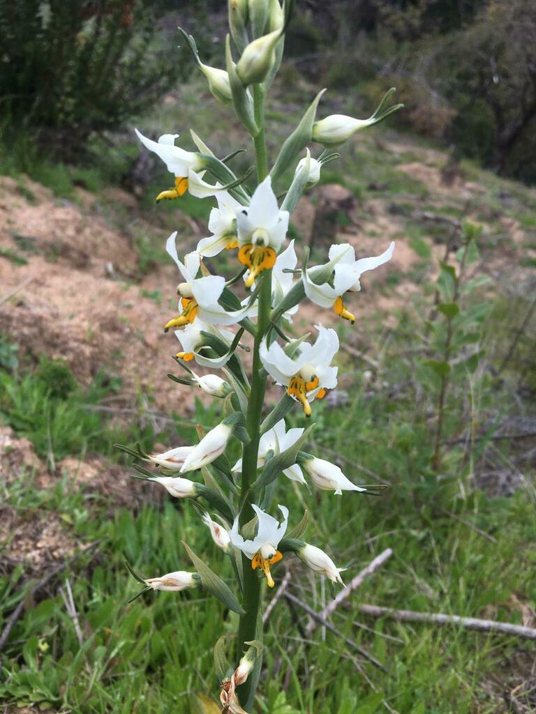 Gavilea longibracteata