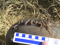 Ceratophaga vastella