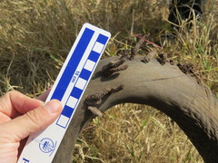 Ceratophaga vastella