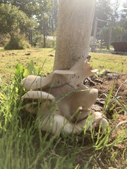 Pleurotus pulmonarius