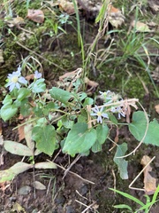 Symphyotrichum cordifolium