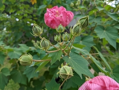 Hibiscus mutabilis