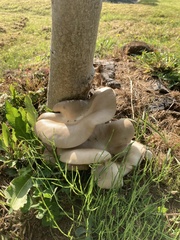 Pleurotus pulmonarius